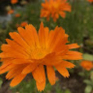 Meet your Posher, Aimee